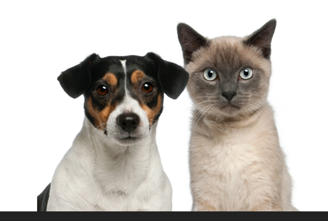Cachorro e Gato